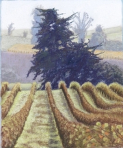 Cypress Vineyard 10.5 x 12 by Tim Brody