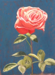 Rose 10 x 8 by Tim Brody