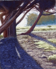 Small Cypress Group 9.5-x-11