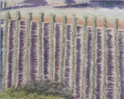 Steep Vineyard 9 x 11 by Tim Brody