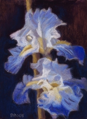 Two Iris 8.5 x 6.5 by Tim Brody