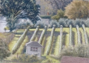 Vineyard 9 x 13 by Tim Brody