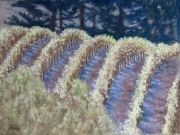Vineyard Curl 11 x 13 by Tim Brody