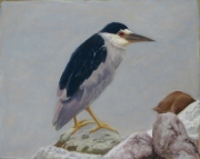 Black Crowned Night Heron 11 x 14 by Tim Brody