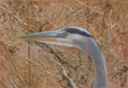 Blue Heron 10 x 13.5 by Tim Brody