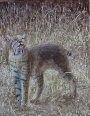 Bobcat cool by Tim Brody