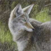 Coyote 11 x 11 by Tim Brody