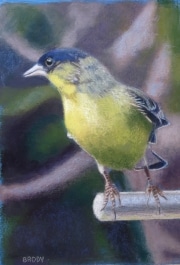 Favorite Finch 11 x 8