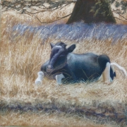 Frisky Heifer 8 x 8 by Tim Brody