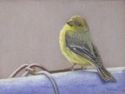 Goldfinch 6 x 8 by Tim Brody