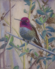 Hummingbird 10.5 x 8.5