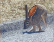 Jack Rabbit 10 x 13 by Tim Brody