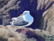 Sea Gull 9.5 x 11