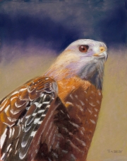 Red Shouldered Hawk 17 x 14