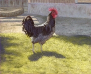 Rooster 8 x 10 by Tim Brody