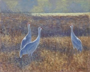 Sandhill Cranes 16.5 x 20 by Tim Brody