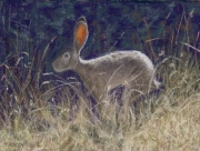 Small Rabbit 6.5 x 8 by Tim Brody