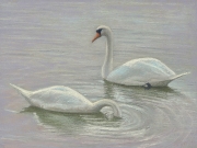 Two Swans 6 x 8 by Tim Brody