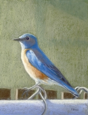 Western Bluebird 8.5 x 6.5 by Tim Brody