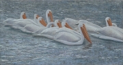 White Pelicans 15 x 28 by Tim Brody