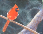 Cardinal 8 x 10 by Tim Brody