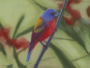 Painted Bunting 8 x 12 by Tim Brody